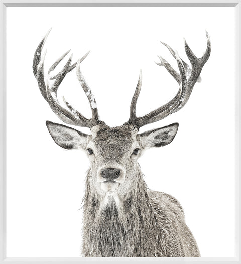 Snowy Stag