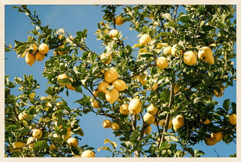 Sunny Lemon Tree