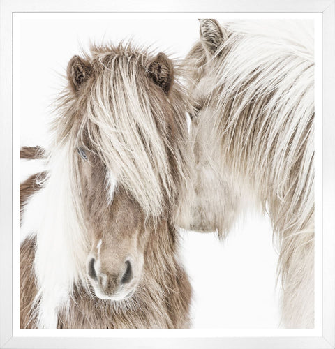 Ponies of Iceland