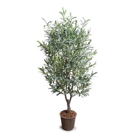 Little Olive Tree