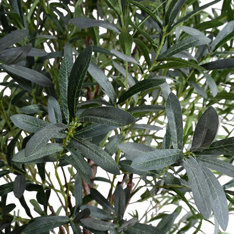Little Olive Tree