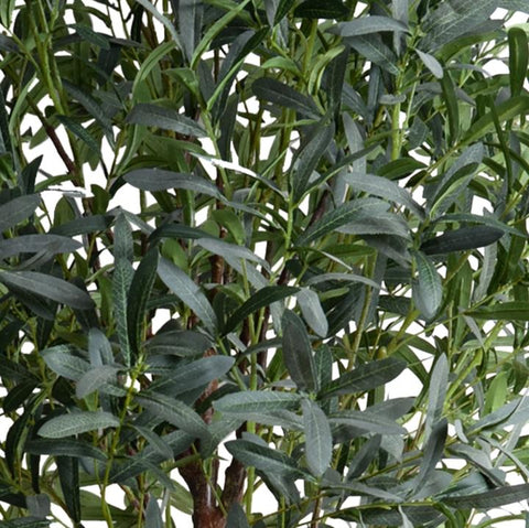 Lush Olive Tree